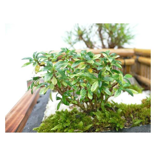 盆栽 ミニ庭園 盆景 京風庭園 S Buyee Buyee Japanese Proxy Service Buy From Japan Bot Online