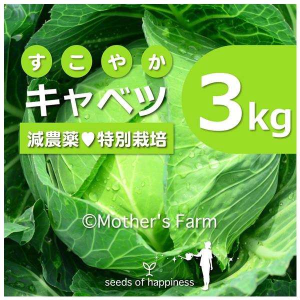 キャベツ 農薬90％カット 特別栽培【3kg】