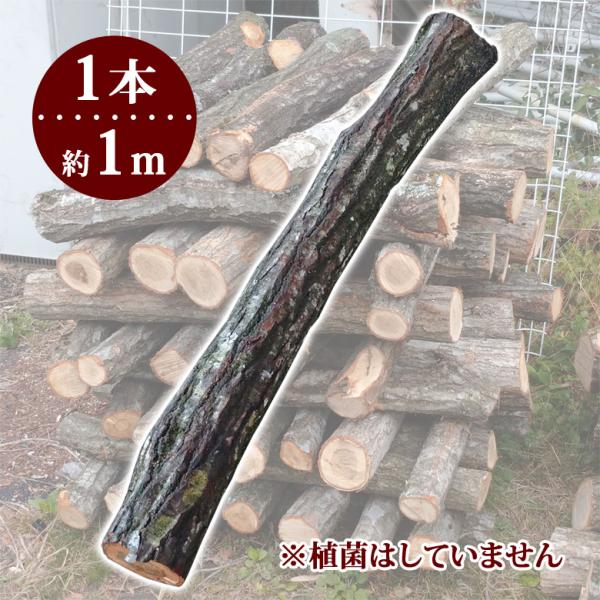 arumama_mt-h-l1 arumama_mt-h-l1