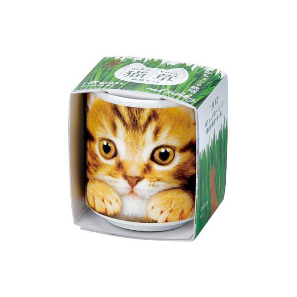 おちょこで猫草 茶 GD-102903 聖新陶芸 栽培セットギフト プレゼント