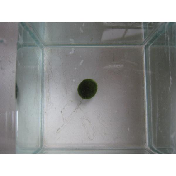 よく北海道のお土産品として売られているマリモです。藻を手で丸めて作られたものです。コロコロかわいいマリモをのんびり眺めて見ませんか？