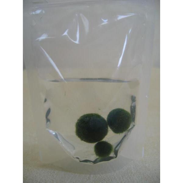 まりも Smlサイズ 各1個 計3個 直径約１ 1 5 2cm マリモ 毬藻 植物 藻 水草 ビオトープ メダカ水槽に Mrset1 アルル 通販 Yahoo ショッピング