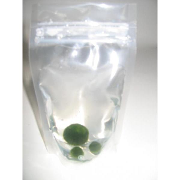 まりも Sサイズ2個 Lサイズ1個 計3個 直径約1cm、2cm マリモ 毬藻 植物