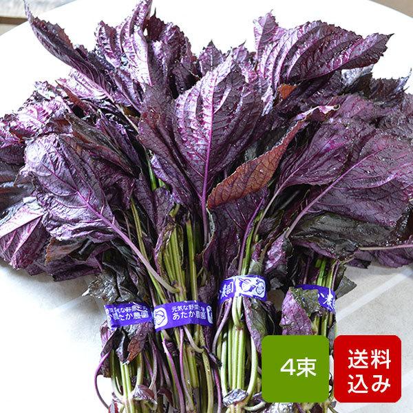 赤しそ 1kg 250g×4束 赤シソ 梅干し用 赤紫蘇ジュース用 福岡県 赤しそ 1kg 250g×4束 赤シソ 梅干し用 赤紫蘇ジュース用 福岡県