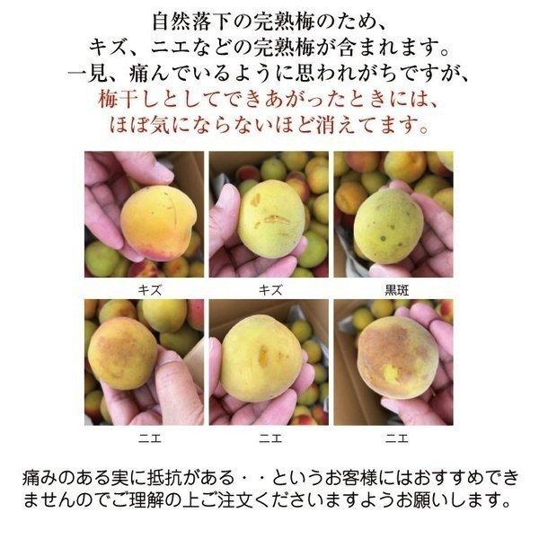 南高梅 完熟 梅干し用 10kg 2l 4l 完熟南高梅 梅酒用 梅 大分産 クール便 Buyee Buyee 提供一站式最全面最專業現地yahoo Japan拍賣代bid代拍代購服務 Bot Online