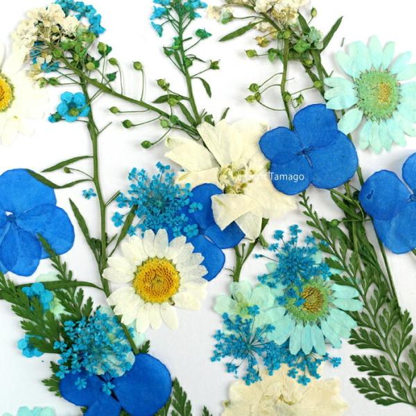 1パック 押し花セット I ブルー系 資材 素材 アクセサリー パーツ 材料 ハンドメイド 卸 問屋 手芸 Ma0152 手芸材料のお店 Craft Tamago 通販 Yahoo ショッピング
