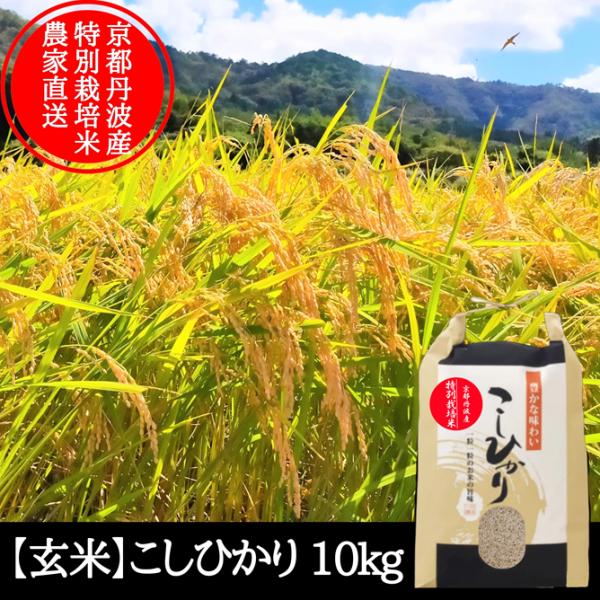 [Release date: January 7, 2026]【１月７日以降発送】令和7年産　京都府京丹波町産コシヒカリ【玄米】10kg●特別栽培米です。　節減対象農薬・当地比5割減　化学肥料(窒素成分)・当地比7割減特別栽培米とは、その米...