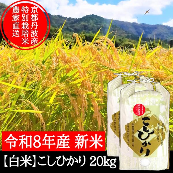 新米【 白米 】20kg 特別栽培米こしひかり 令和８年産 節減対象農薬６割減 京都府産
