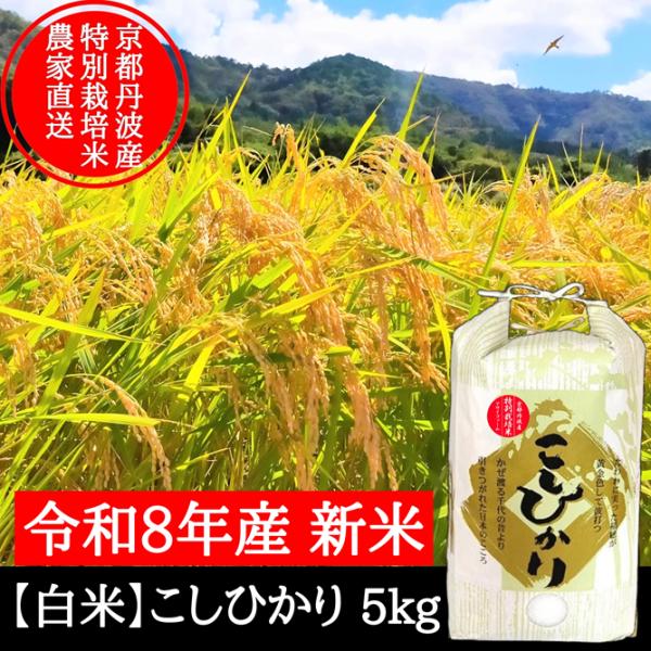 新米【 白米 】 5kg 特別栽培米こしひかり 令和８年産 節減対象農薬６割減 京都府産