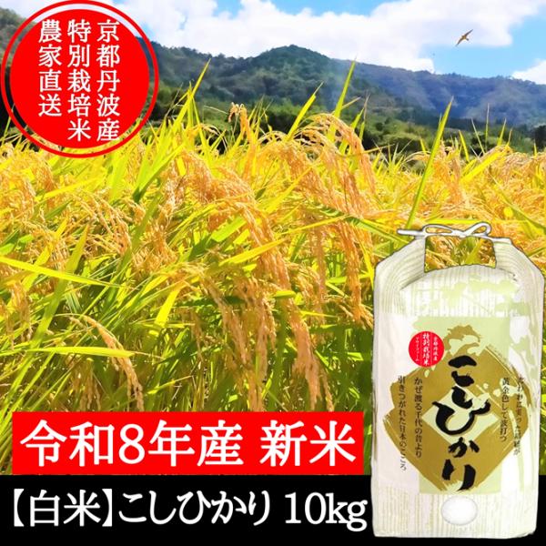 新米【 白米 】10kg 特別栽培米こしひかり 令和８年産 節減対象農薬６割減 京都府産