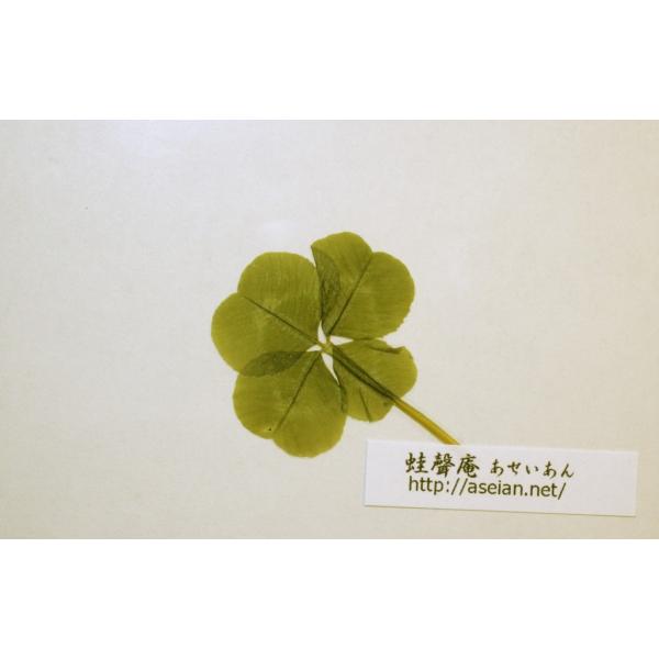 あせいあん 四つ葉のクローバーの押し花 Aseian 4 17 0302b Buyee Buyee Japanese Proxy Service Buy From Japan Bot Online