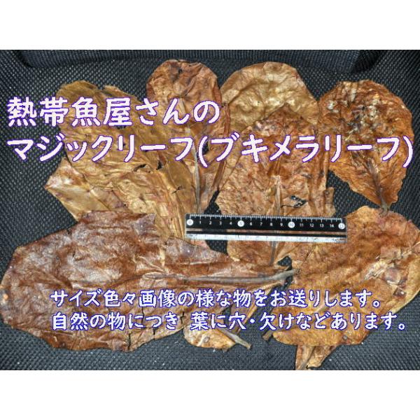 熱帯魚屋さんの　マジックリーフ　ブキメラリーフ　 10枚  30g前後