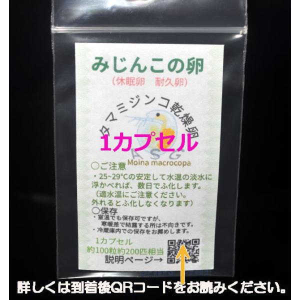 国産　みじんこ　乾燥タマミジンコ休眠卵 　(耐久卵）1カプセル　約100粒　約200匹相当国産　人工的培養により純粋なタマミジンコ休眠卵簡易梱包　封筒に入れてクリックポスト（ポスト投函）で発送！タマミジンコ休眠卵には大きく2種類市場に出てい...