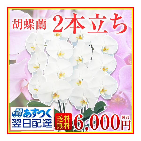 ★胡蝶蘭小輪2本立ち　又は★胡蝶蘭大輪1本立ち（コチョウラン）鉢花・生花胡蝶蘭8〜13輪（蕾含む）大輪・中輪・小輪ミディ花色：白大輪・白赤・ピンク・ファーストラブを基本とし4種類からお選びできます。開花時期により花の種類が異なります※※開花...