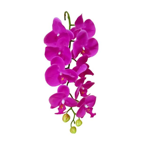 @@ԁ@1{@sN@@002-062@Ԃт̑傫F7`10cmA9