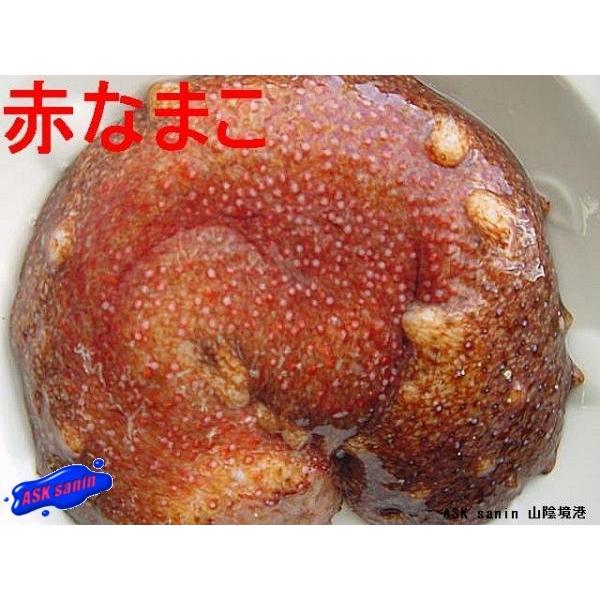今が旬 やわらか い活赤なまこ1kg季節限定 ナマコ 海鼠 Akanamako Ask Sanin 山陰境港 通販 Yahoo ショッピング
