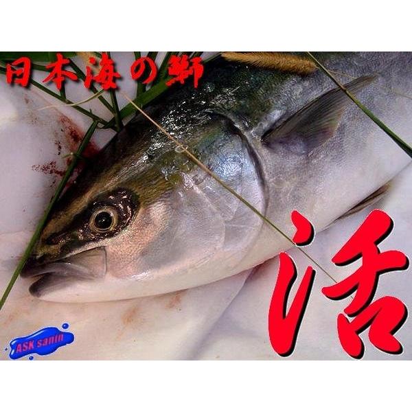 ハマチ 魚の人気商品 通販 価格比較 価格 Com