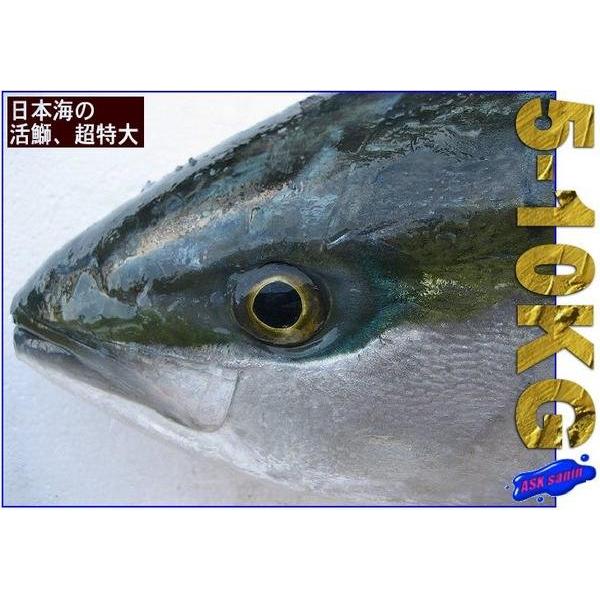ハマチ 魚の人気商品 通販 価格比較 価格 Com