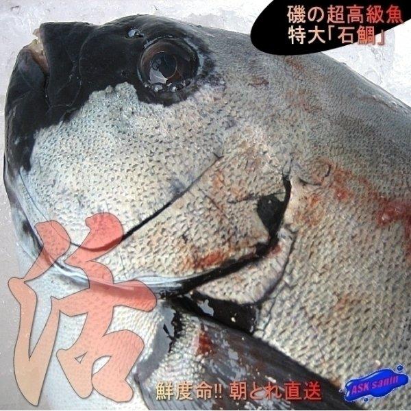 魚 イシダイ 魚の人気商品 通販 価格比較 価格 Com