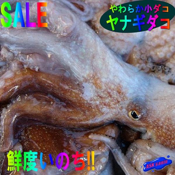 小タコ3kg詰め ヤナギタコ 冷凍 たこ タコ 蛸 小ダコ Kotako3kg Ask Sanin 山陰境港 通販 Yahoo ショッピング