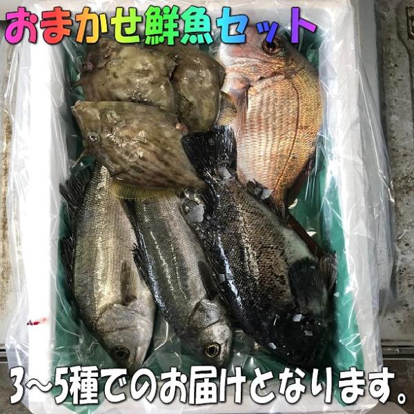 朝〆・採れたて鮮魚セット 朝獲れ鮮魚セット 選べるコース – 美味食卓さくだ屋