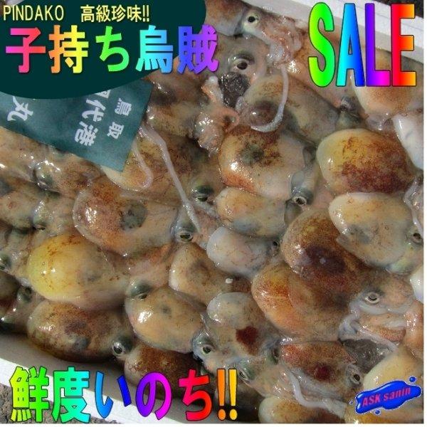 イイダコ 冷凍の人気商品・通販・価格比較 - 価格.com イイダコ 冷凍の人気商品・通販・価格比較 - 価格.com