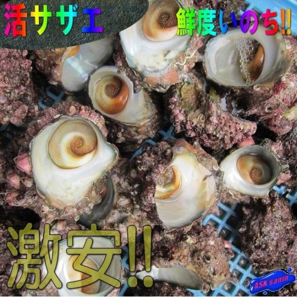 サザエ Amazon.com: サザエさん 1巻: 9784022588012: Machiko Hasegawa
