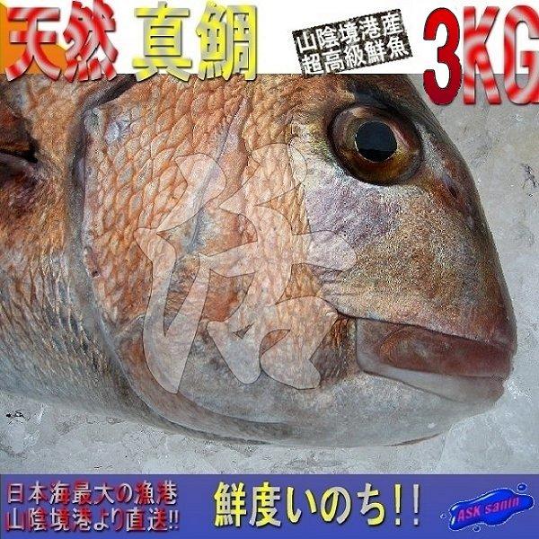 天然物、真鯛 3kg前後(2.5kg以上) たい 鯛 タイ : ASK sanin 山陰境港 