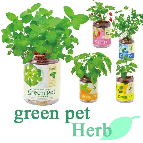 育てるグリーンペット ハーブ Gd 444 水耕栽培 ミント イタリアンパセリ バジル レモンバーム ワイルドストロベリー キッチン菜園 Seishin 聖新陶芸 Greenpet Herb 遊びds 通販 Yahoo ショッピング