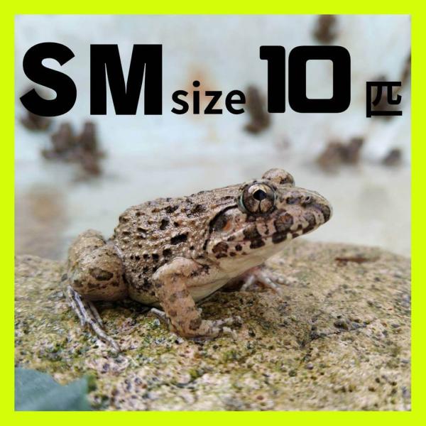 繁殖個体 活エサ ヌマガエル SMサイズ 胴長2.5~3cm 10匹 幼蛇用 生餌 えさ用 餌用 カエル ヘビ 雷魚 アロワナ オオウナギの餌 CB個体