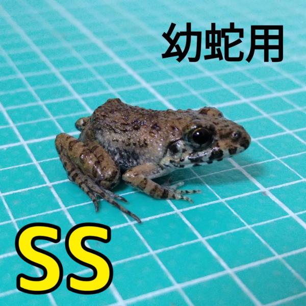 atagostore_katukaeru-ss10