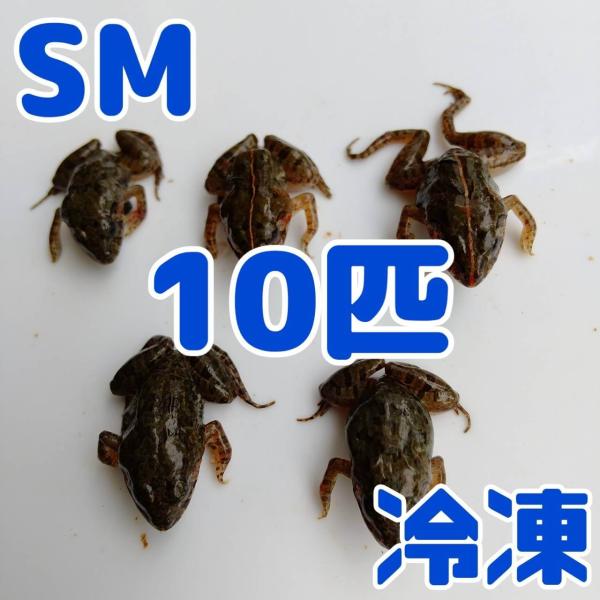 冷凍爬虫類・両生類の餌 まとめて 爬虫類のエサ 冷凍ラット 50～59g 10匹 - ZOOE