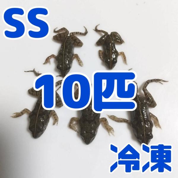 ・サイズ：SS（幼蛇用）＝胴長1.5~2cm、S＝胴長2〜2.5cm 、SM＝胴長2.5~3cm、M＝胴長3〜4cm、 L＝胴長4cm以上　※目安ですので、ご了承ください。・鮮度そのままで急速冷凍したヌマガエルをお届けします。毒性はありませ...
