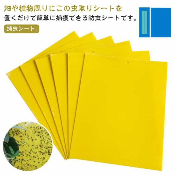 捕虫器 50枚セット 粘着シート コバエ取り 粘着マット 粘着トラップ
