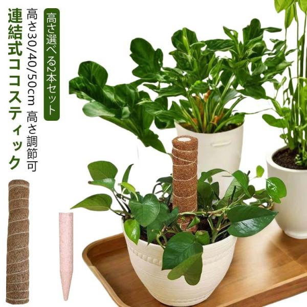 2本入 連結式 モンステラ 支柱 ココスティック 観葉植物 園芸支柱 植物