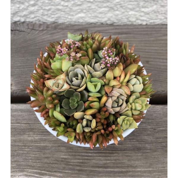 マル缶s 多肉植物寄せ植え 多肉植物 多肉寄せ植え 多肉ギャザリング そのままプレゼント Buyee Buyee Japanese Proxy Service Buy From Japan Bot Online
