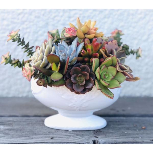 Lポット 多肉植物寄せ植え そのままプレゼント 多肉植物 多肉ギャザリング 多肉寄せ植え Buyee Buyee Japanese Proxy Service Buy From Japan Bot Online