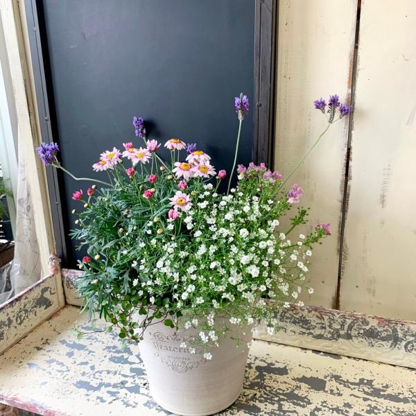 生花 マーガレットの人気商品 通販 価格比較 価格 Com