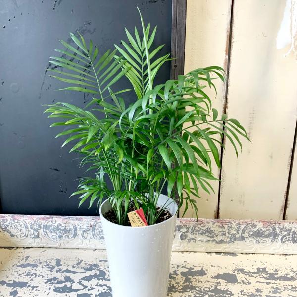 観葉植物 テーブルヤシの人気商品 通販 価格比較 価格 Com