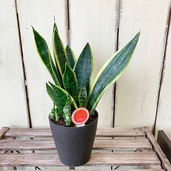 サンスベリア サンセベリア 5号マイナスイオン観葉植物 Green6 あとりえ 悠然 通販 Yahoo ショッピング
