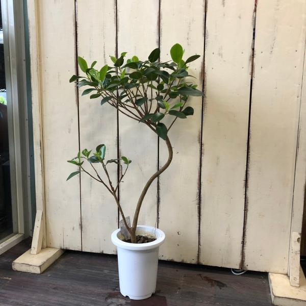 ゴムの木 観葉植物の人気商品 通販 価格比較 価格 Com