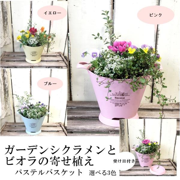 ガーデン シクラメン 寄せ植えの人気商品 通販 価格比較 価格 Com