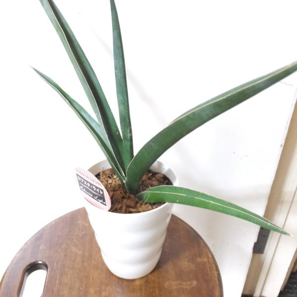 サンスベリアロブスタライト4号鉢 Buyee Buyee Japanese Proxy Service Buy From Japan Bot Online