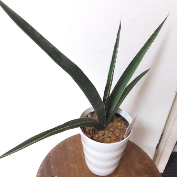 サンスベリアロブスタライト4号鉢 Buyee Buyee Japanese Proxy Service Buy From Japan Bot Online