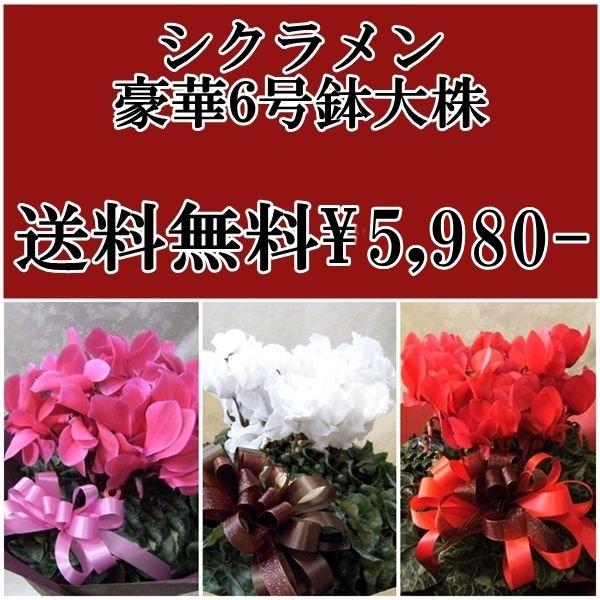 VNUԁEsNE5980Ε邨a~̃Mtg