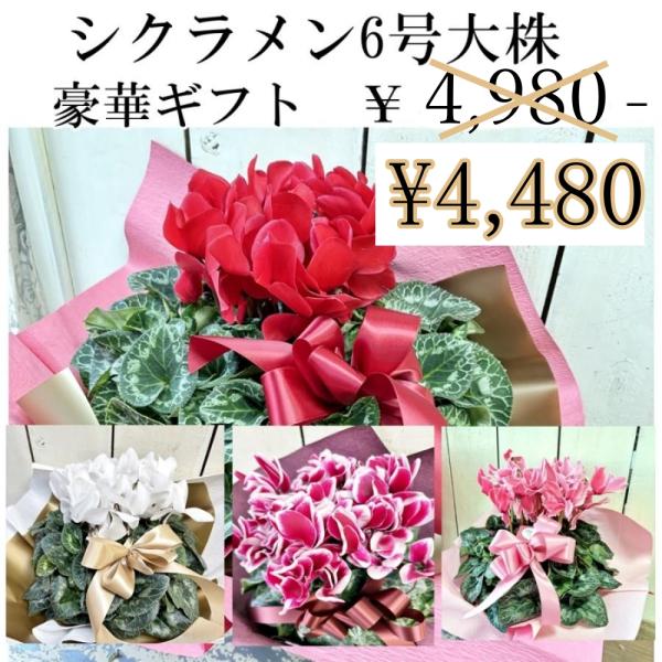 [Release date: December 24, 2025]冬のセレクトシクラメンギフト大株ですお色は赤系・ピンク系・白系から選べます。　お歳暮や誕生日・お礼・自分へのご褒美などにラッピング無料サービス！【配達可能地域】北東北/南東北...