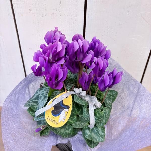 [Release date: December 20, 2025]紫の希少品種のシクラメン雪の季節の上品で清楚なギフトです。