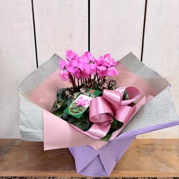 [Release date: December 24, 2025]フリンジタイプのピンクのシクラメン雪の季節の上品で清楚なギフトです。