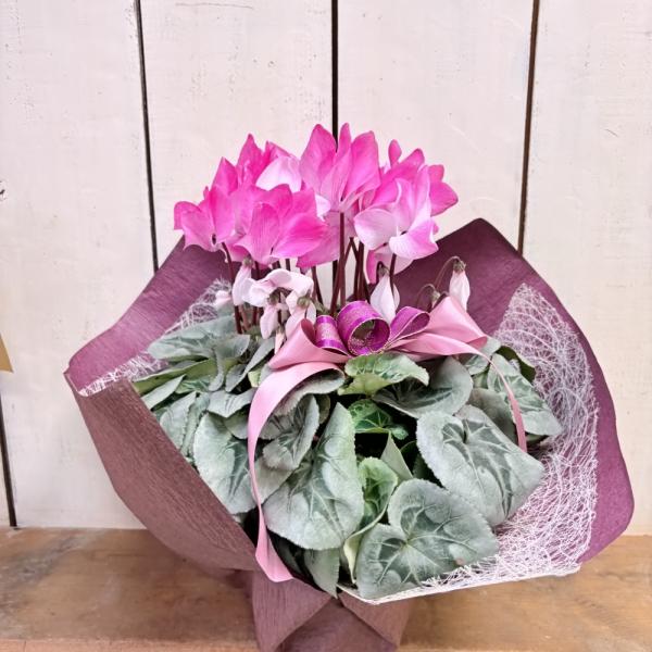 [Release date: December 24, 2025]バイカラータイプのピンクのシクラメン雪の季節の上品で清楚なギフトです。6号鉢で豪華！