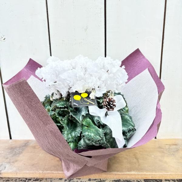 [Release date: December 24, 2025]フリンジタイプのホワイトのシクラメン雪の季節の上品で清楚なギフトです。